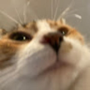 Meet your Posher, Vincent